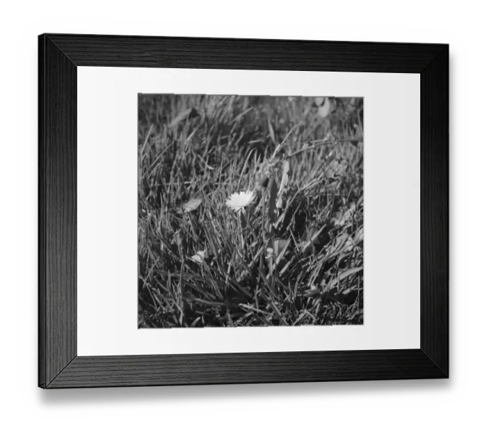 Framed Print : A dandelion in amongst the blades of grass. 1939