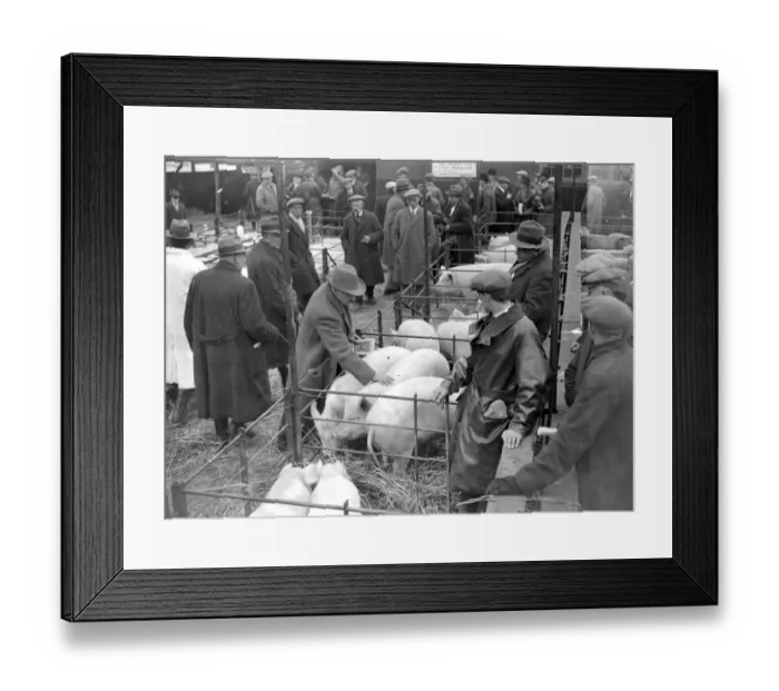 Framed Print : Judging Pigs in Sevenoaks, Kent. 1933 Framed Print : Judging Pigs in Sevenoaks, Kent. 1933