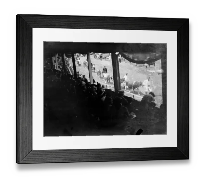 Framed Print : Tunbridge Wells Show. Cattle in ring 1934 Framed Print : Tunbridge Wells Show. Cattle in ring 1934