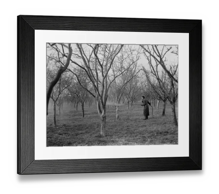 Framed Print : Spraying fruit trees in Swanley, Kent. 1937 Framed Print : Spraying fruit trees in Swanley, Kent. 1937