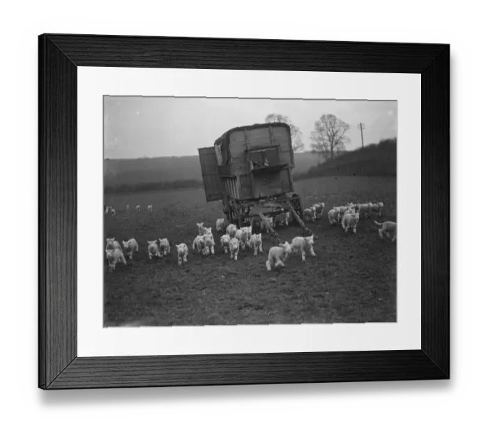 Framed Print : Lambs run past a caravan on a field in Eynsford, Kent. 1936