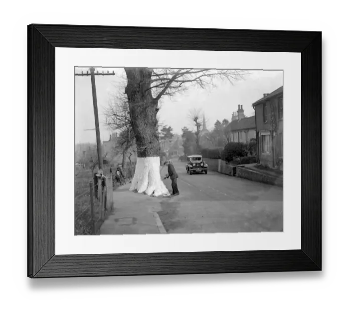 Framed Print : Whitewashing the tree trunks on the roadside for safety in Eynsford, Kent. 1934 Framed Print : Whitewashing the tree trunks on the roadside for safety in Eynsford, Kent. 1934