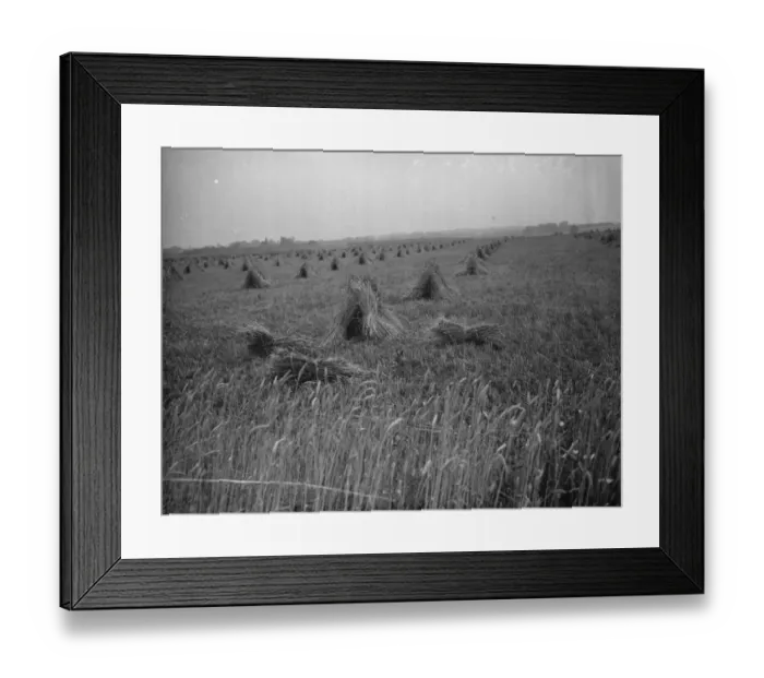 Framed Print : Sheaves of corn. 1938 Framed Print : Sheaves of corn. 1938