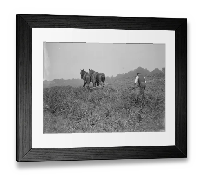Framed Print : A farmer and his team of horses plough a field. 1935
