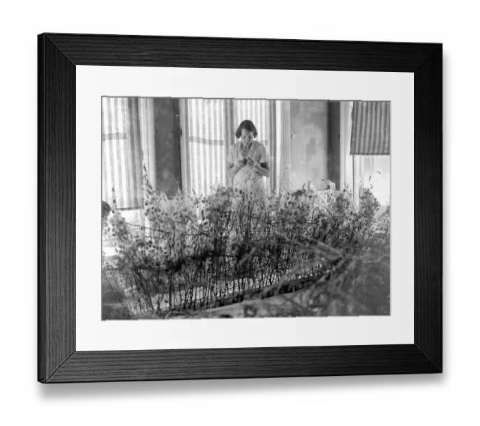 Framed Print : Lady Hart Dyke and her silk worms. Lady Hart Dyke has started a silkworm farm Framed Print : Lady Hart Dyke and her silk worms. Lady Hart Dyke has started a silkworm farm