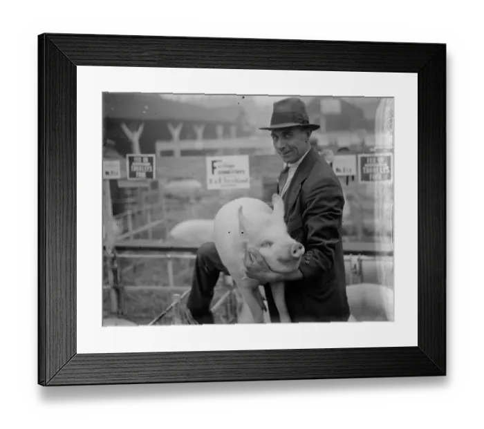 Framed Print : Dartford fat stock show. A man proud of his pig. 1935