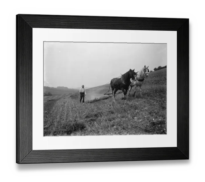 Framed Print : A farmer and his horse team harrowing a field in Farningham. 1935 Framed Print : A farmer and his horse team harrowing a field in Farningham. 1935