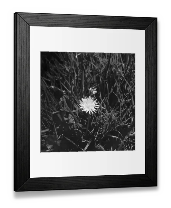 Framed Print : A dandelion in amongst blades of grass. 1939