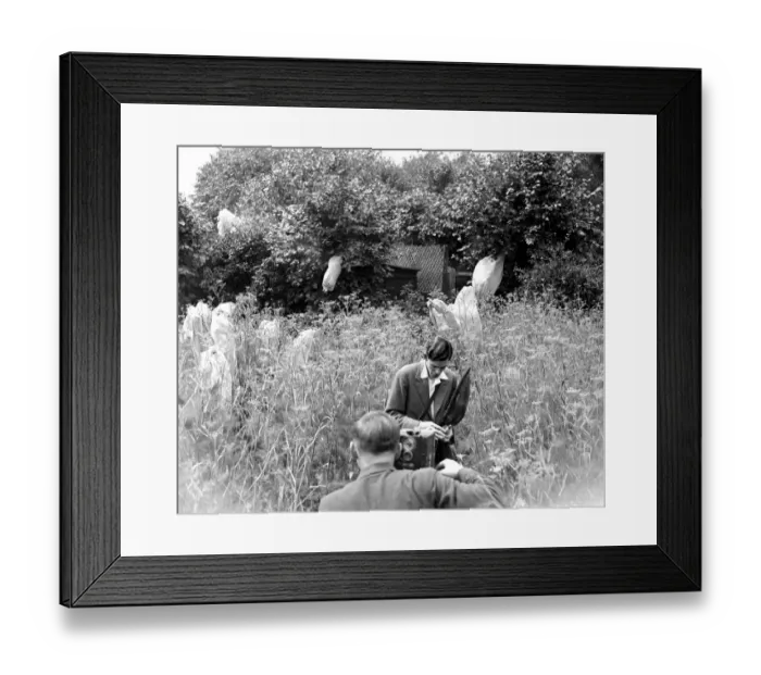 Framed Print : Filming at a butterfly farm. 1933