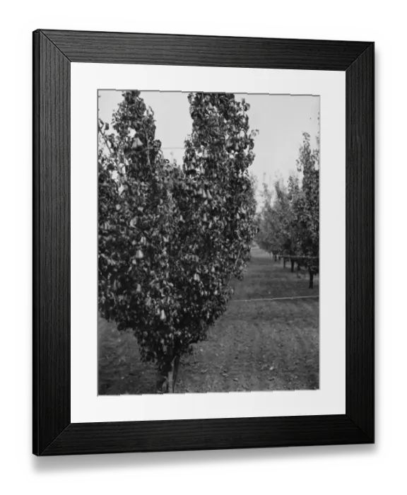 Framed Print : Pear trees at the East Malling Research Station open day in Kent. 1938 Framed Print : Pear trees at the East Malling Research Station open day in Kent. 1938