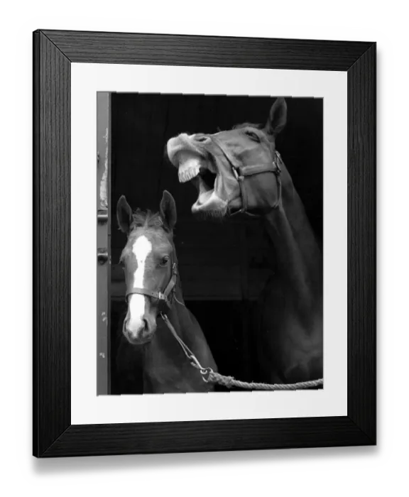 Framed Print : Say Cheese Hunter Mare Ballymacegan puts on her smile for the camera Miss Macegan Framed Print : Say Cheese Hunter Mare Ballymacegan puts on her smile for the camera Miss Macegan