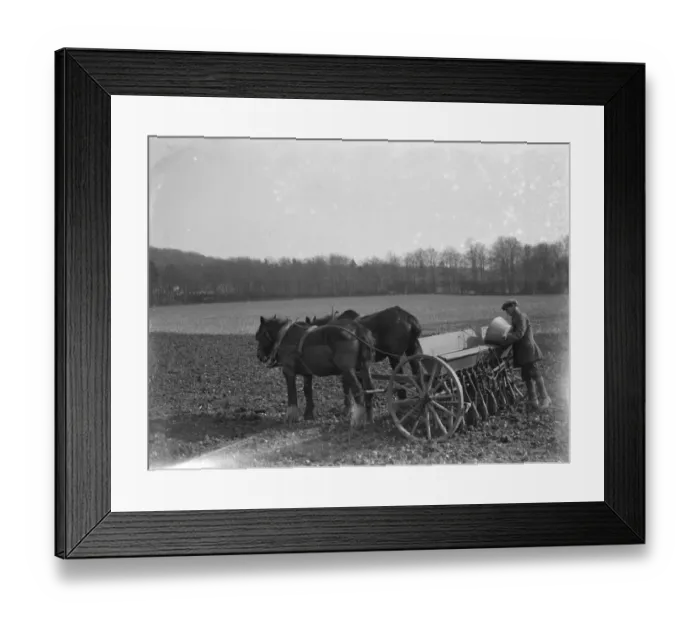 Framed Print : Farm worker sowing oats with a horse drawn seed drill in Shoreham, Kent. 1937 Framed Print : Farm worker sowing oats with a horse drawn seed drill in Shoreham, Kent. 1937