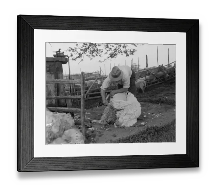Framed Print : Sheep shearing. A farmer hand - shears his flock of sheep. 1935 Framed Print : Sheep shearing. A farmer hand - shears his flock of sheep. 1935