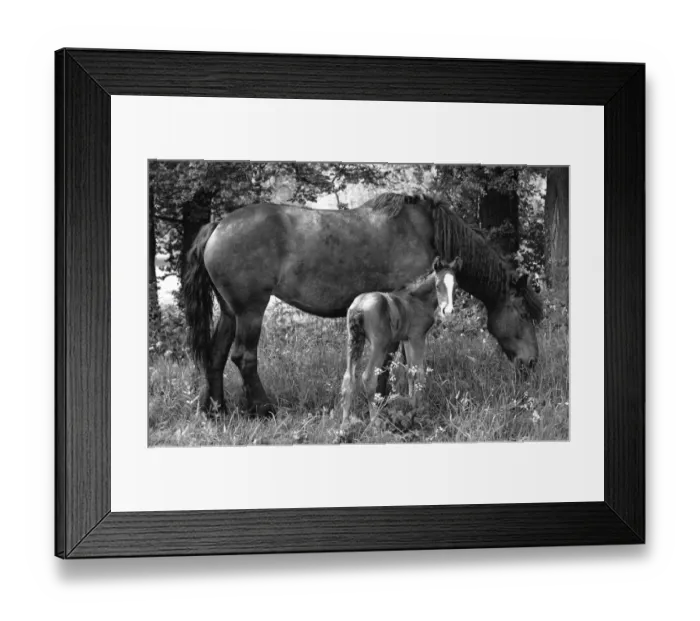 Framed Print : Mare and Foal grazing eating in field meadow Framed Print : Mare and Foal grazing eating in field meadow