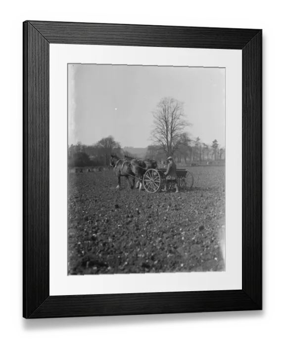 Framed Print : Farm worker sowing oats with a horse drawn seed drill in Shoreham, Kent. 1937 Framed Print : Farm worker sowing oats with a horse drawn seed drill in Shoreham, Kent. 1937