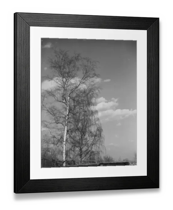 Framed Print : Silver birch trees in Sidcup, Kent. 1939 Framed Print : Silver birch trees in Sidcup, Kent. 1939