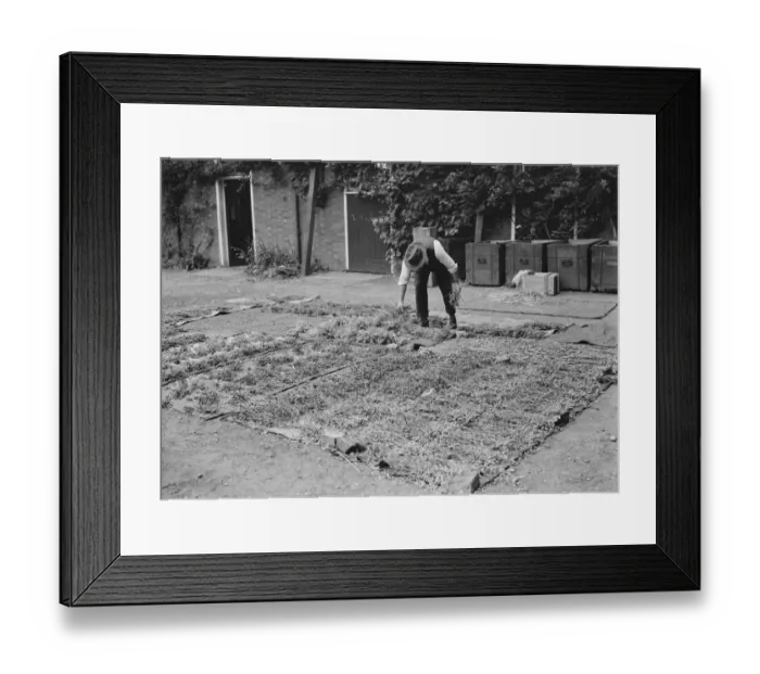 Framed Print : Drying plants, rose hips, Avery Hill. 1937 Framed Print : Drying plants, rose hips, Avery Hill. 1937