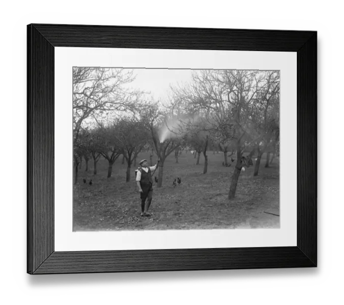 Framed Print : A man sprays a fruit trees against pests and disease. 1935