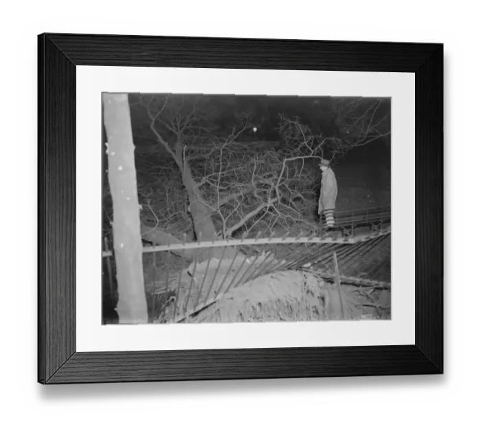 Framed Print : Storm damage in Sidcup, Kent. A tree has been uprooted. 1939