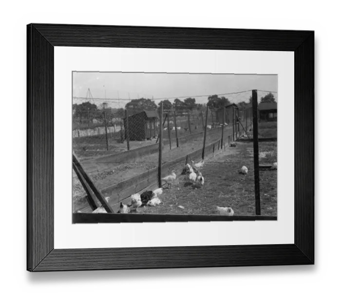 Framed Print : Poultry run. 1935 Framed Print : Poultry run. 1935