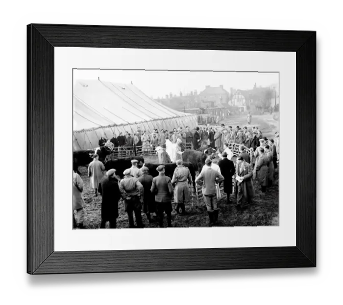 Framed Print : 3 December 1952 The first Fatstock Show after World War II, behind Edenbridge High Street Framed Print : 3 December 1952 The first Fatstock Show after World War II, behind Edenbridge High Street