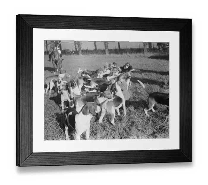 Framed Print : Children feed the hounds at he Royal Artillery Drag Hunt on Gn Street Green in Woolwich Framed Print : Children feed the hounds at he Royal Artillery Drag Hunt on Gn Street Green in Woolwich