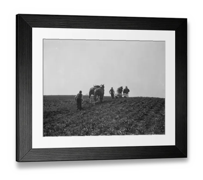 Framed Print : A farmer and his team of horses plough a field in Bexley near London Framed Print : A farmer and his team of horses plough a field in Bexley near London