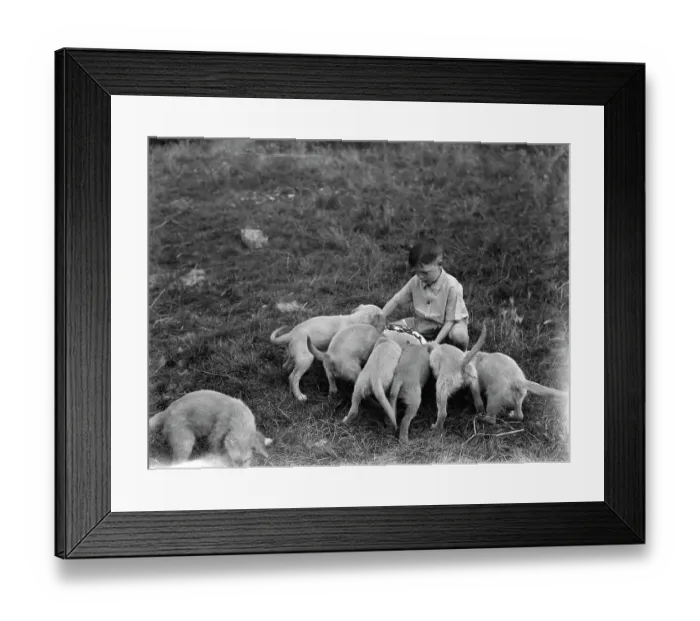 Framed Print : Puppies feeding at the South Darenth Kennels in Kent. 1935 Framed Print : Puppies feeding at the South Darenth Kennels in Kent. 1935