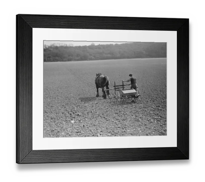 Framed Print : A farmer and his horse seed drilling in Maplescombe near Farningham, Kent Framed Print : A farmer and his horse seed drilling in Maplescombe near Farningham, Kent