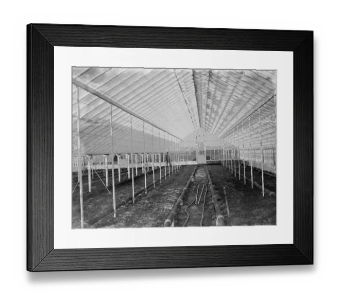 Framed Print : Empty glass house at the Horticultural College, Swanley, Kent. 1935 Framed Print : Empty glass house at the Horticultural College, Swanley, Kent. 1935