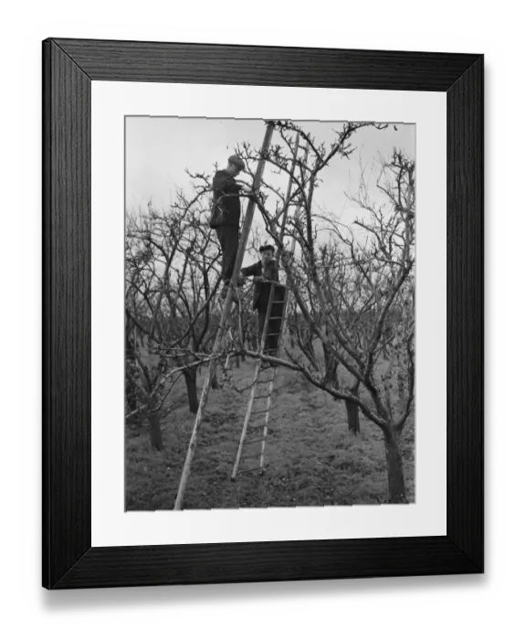 Framed Print : Pruning apple trees near Swanley, Kent. 9 December 1938 Framed Print : Pruning apple trees near Swanley, Kent. 9 December 1938