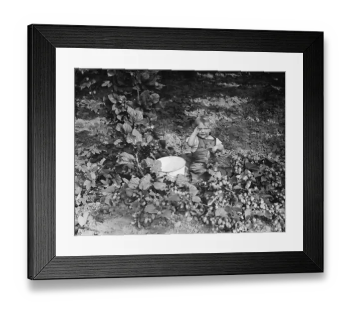Framed Print : Hop pickers in East Peckham. A child helping in the hop field. 1 September 1938 Framed Print : Hop pickers in East Peckham. A child helping in the hop field. 1 September 1938