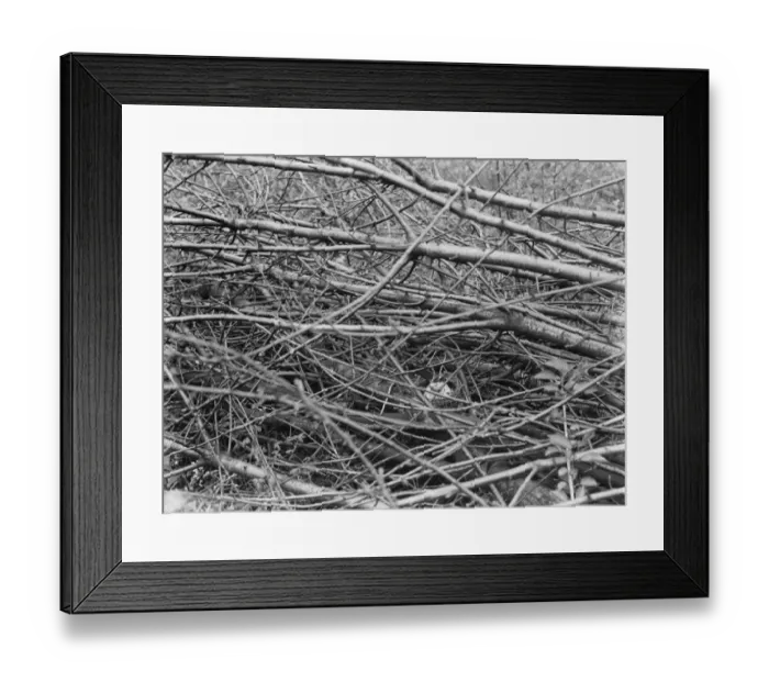 Framed Print : White blackbird sitting on its eggs in Westerham, Kent. 1937 Framed Print : White blackbird sitting on its eggs in Westerham, Kent. 1937