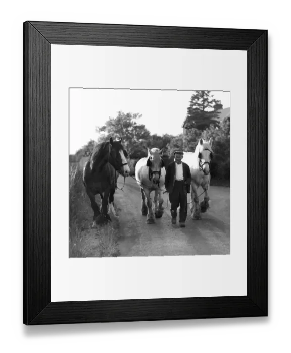 Framed Print : John Topham slide show John Topham presentation Topham lecture Shire horse and two Framed Print : John Topham slide show John Topham presentation Topham lecture Shire horse and two