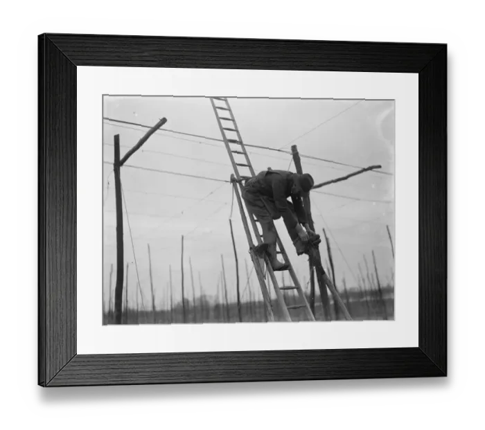 Framed Print : A man stringing the hop poles from his ladder. 1937 Framed Print : A man stringing the hop poles from his ladder. 1937