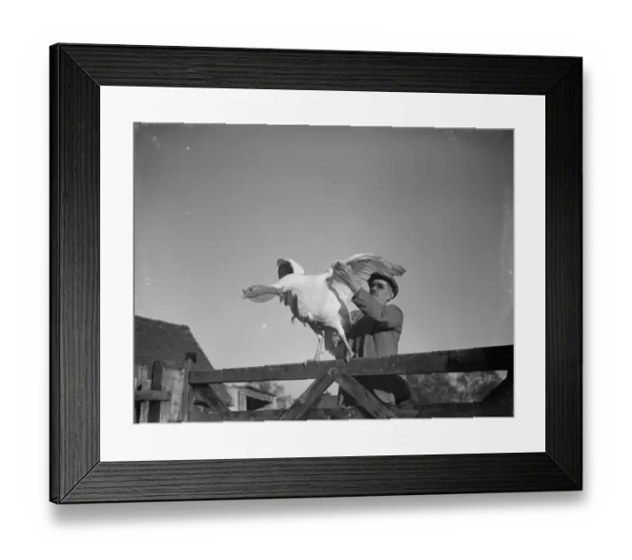 Framed Print : Mr W R Gaines shows off one of his turkeys on his farm in Frant, East Sussex. 1937 Framed Print : Mr W R Gaines shows off one of his turkeys on his farm in Frant, East Sussex. 1937