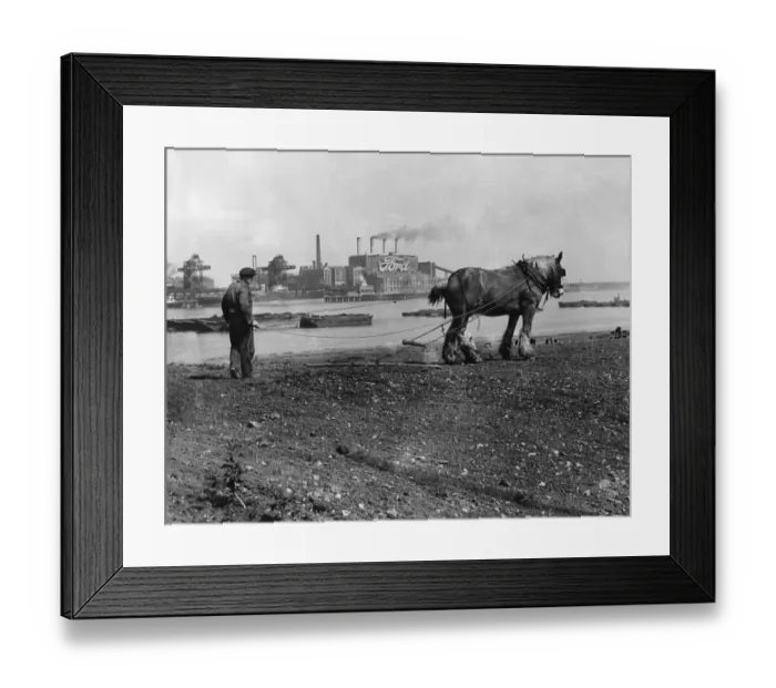Framed Print : Harrowing the cabbage crop on the shore of the Thames at Manor Farm, Crossness, near Framed Print : Harrowing the cabbage crop on the shore of the Thames at Manor Farm, Crossness, near