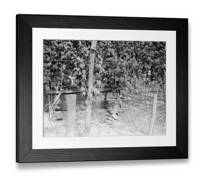 Framed Print : Hop picker sleeping under the hop bushes. 1938 Framed Print : Hop picker sleeping under the hop bushes. 1938