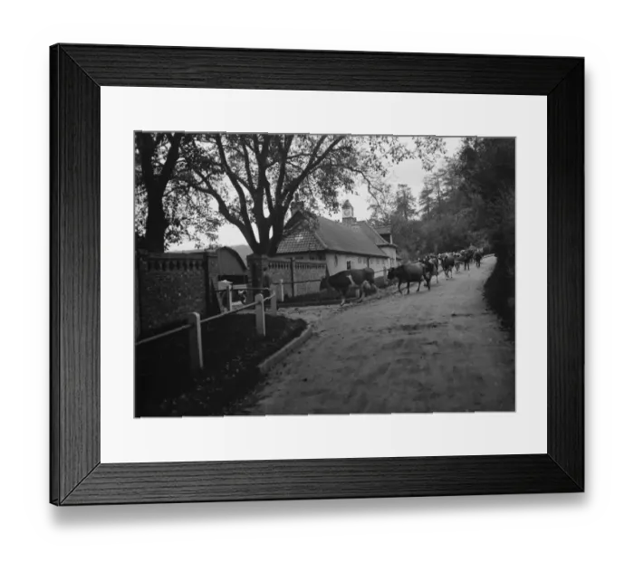 Framed Print : Cows going into New Barn Farm, Westerham, Kent. 1935