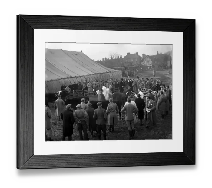 Framed Print : First Christmas Fat Stock Show since the War at Edenbridge. Mr. S. Warnett ( Framed Print : First Christmas Fat Stock Show since the War at Edenbridge. Mr. S. Warnett (