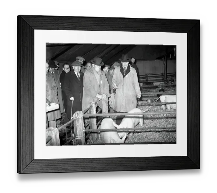 Framed Print : First Christmas Fat Stock Show since the war at Edenbridge. D. Fawkes and R. A. Ashby judging piglets. 24th November 1952 Framed Print : First Christmas Fat Stock Show since the war at Edenbridge. D. Fawkes and R. A. Ashby judging piglets. 24th November 1952