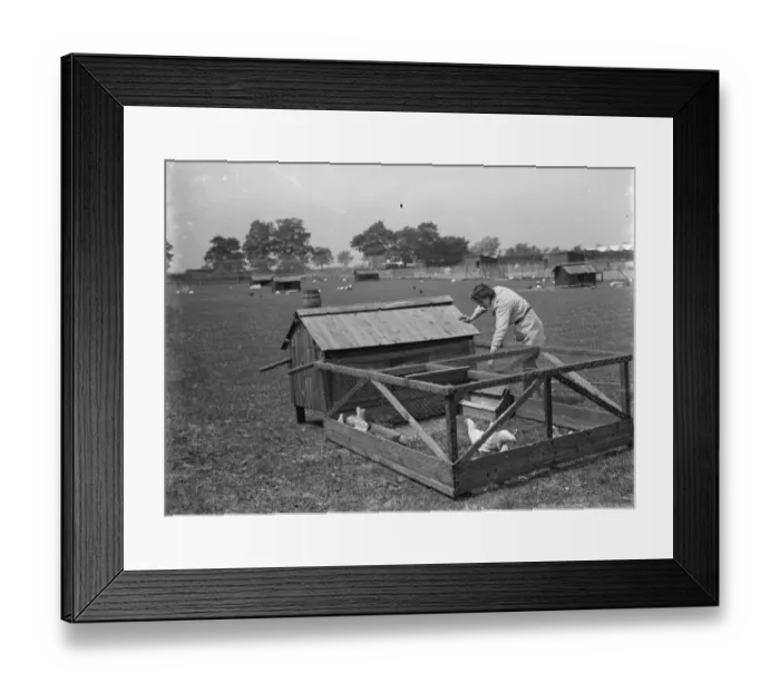 Framed Print : A woman farm worker tending to the chickens. Poultry run. 1935