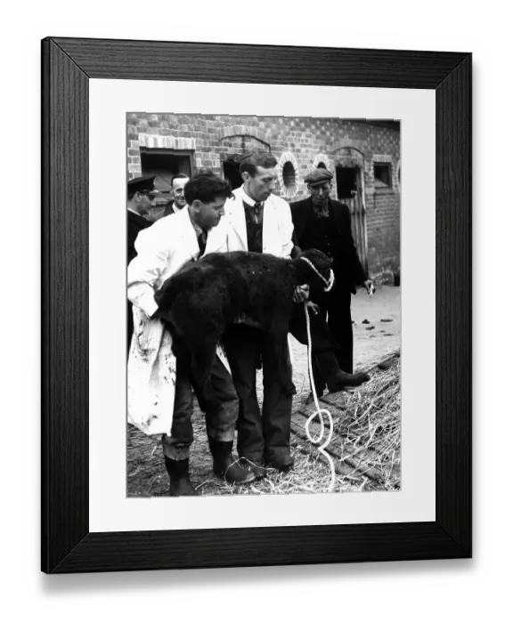 Framed Print : Two special trains were used to move a farm - lock, stock and barrel, from Edenbridge, Kent, to Aberdeenshire, Scotland. The first train took the dead stock and equipment, and the second the animals