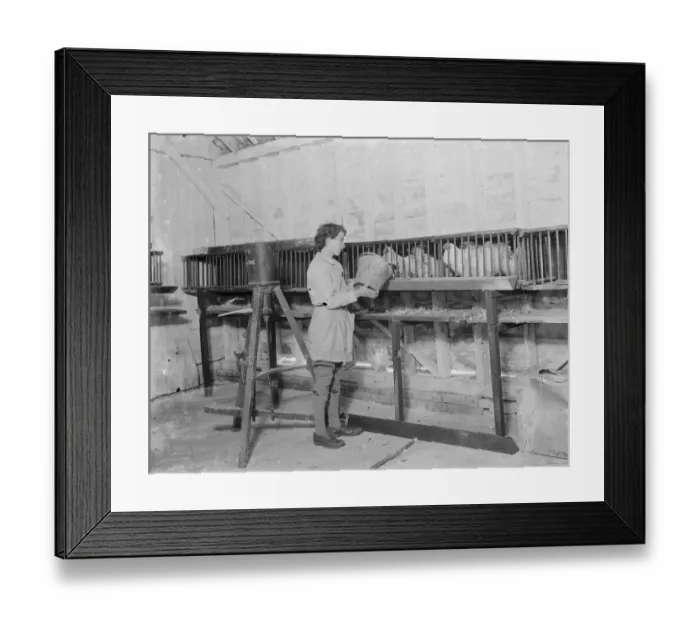 Framed Print : A young farm worker farmer feeds her chickens. 1935 Framed Print : A young farm worker farmer feeds her chickens. 1935