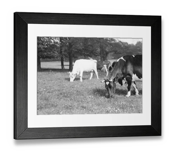 Framed Print : Grazing cows in a buttercup field. 1939