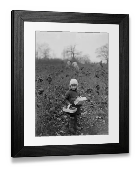 Framed Print : December raspberries. 1934