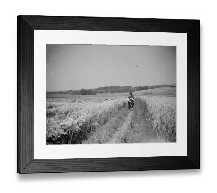 Framed Print : Damage to crops ( storm ). 1937 Framed Print : Damage to crops ( storm ). 1937
