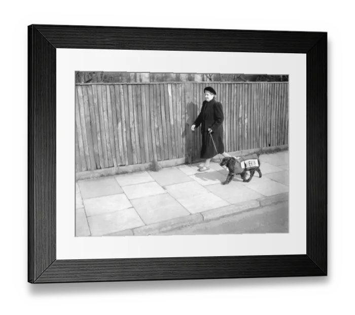 Framed Print : What a dog has to put up with... seems to be the thoughts of Major, a spaniel