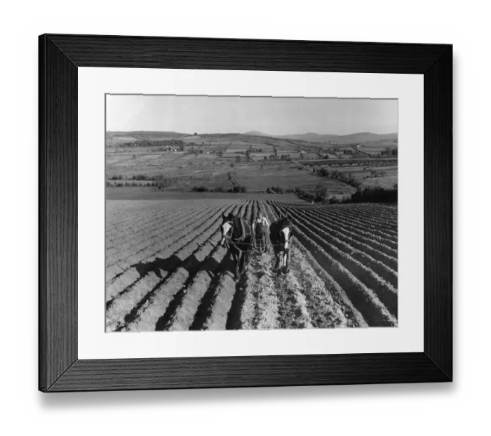 Framed Print : Northern Ireland. Small farmer preparing the land for sugar beet. County Derry Framed Print : Northern Ireland. Small farmer preparing the land for sugar beet. County Derry