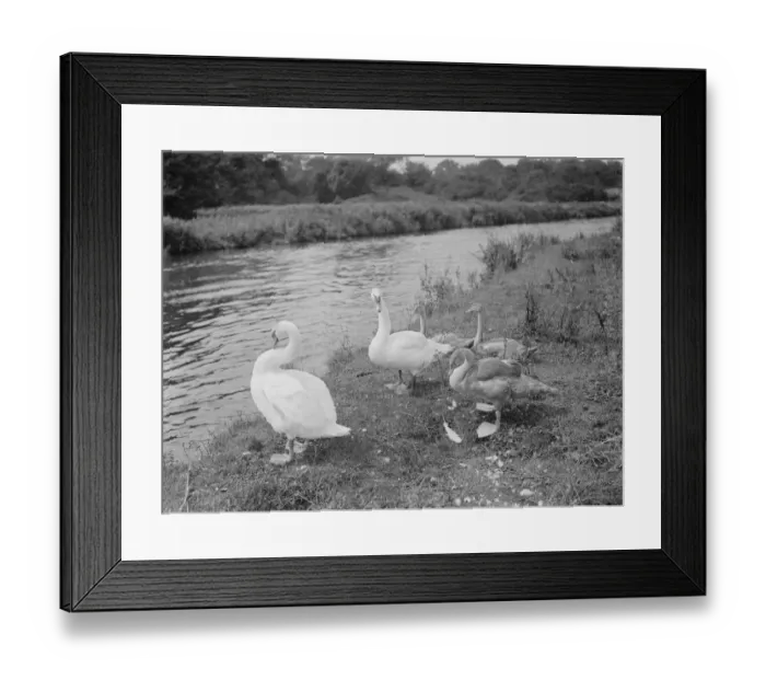 Framed Print : Swans and cygnets. 1937